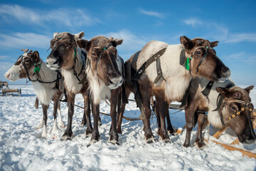 Reindeer, on white snow against a bright blue sky.