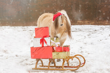 Portrait of a norwegian fjord horse in a festive christmas setting outdoors