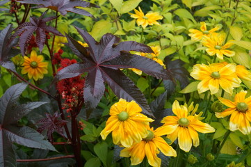 A variety of flowers at a local garden