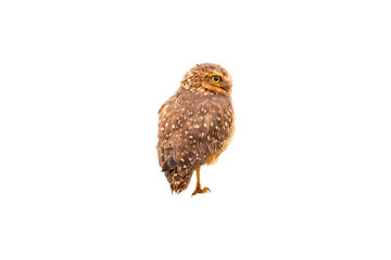 Burrowing Owl isolated on white background in portrait.