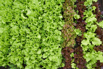 Top view. Growing green and red leaf lettuce in a garden bed. Green and red lettuce leaves on the garden beds. Background for gardening with salad plants in the open ground. High quality photo