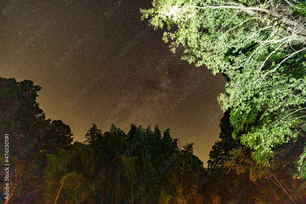 Poster starry sky through the trees in from the sanctuary called mountain light sanctuary