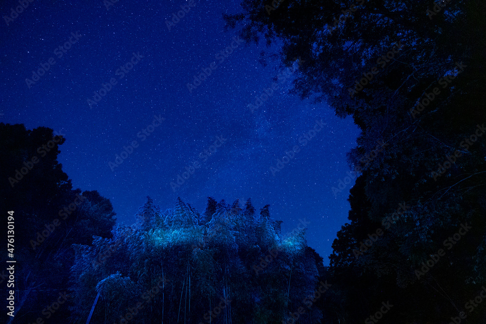 Wall mural starry sky through the trees in from the sanctuary called mountain light sanctuary