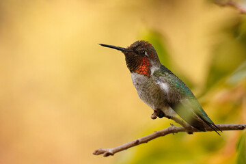 Closeup of a beautiful Koliber hummingbird on a tree branch on a blurred background © Michaelah Malmen/Wirestock