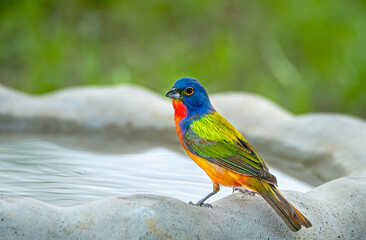 Portrait of a cute painted bunting bird on a rock - Powered by Adobe