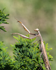 Praying mantis on an arbor vita shrub Mantis religiosa