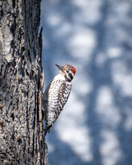 ladderback-woodpecker on a tree