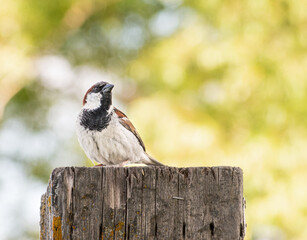 House Sparrow on fence post