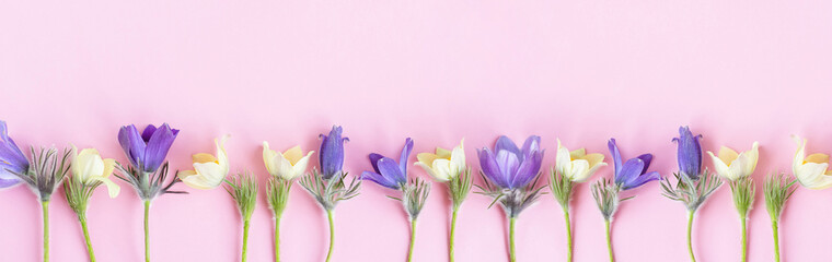Festive spring flat composition of various spring flowers, snowdrop lumbago crocus. Pastel pink background copy space