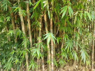 green bamboo tree in a garden, for background