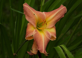 Portrait of Belladonna Lily in the shade