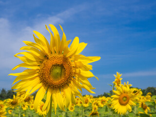 Fototapeta premium Sunflower in with blue bright sky.