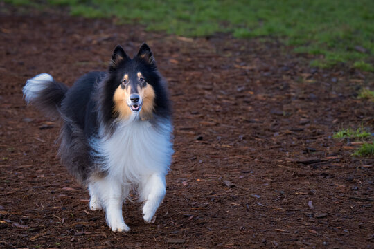 2021-12-20 A BLACK WHITE AND TAN COLORED COLLIE WALKING ON A BEAUTY BARK TRAIL AT THE MARYMOOR PARK IN REDMOND WASHINGTON