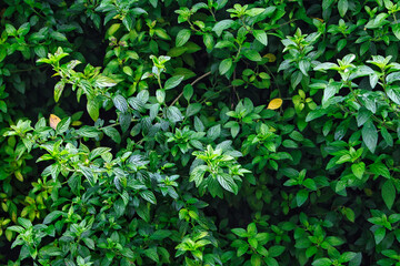 Fototapeta na wymiar green ivy leaves