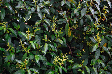 yellow and green leaves