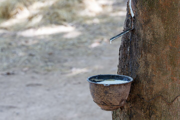 Fresh milky Latex flows into a plastic bowl in from para rubber tree as a source of natural rubber.
