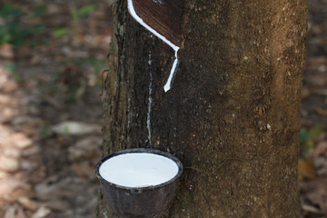 Naklejka na ściany i meble Fresh milky Latex flows into a plastic bowl in from para rubber tree as a source of natural rubber.