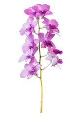 Fototapeta na wymiar Pink orchid flower isolated on white background.