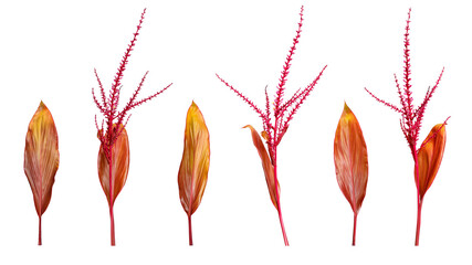 Beautiful leaves , Long, bright, Colorful foliage leaves of a tropical plant isolated on white background.