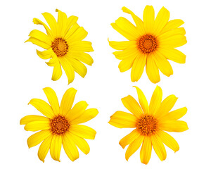 Close focus on head of yellow mexican sunflower or tree marigolds flower isolated on white background.