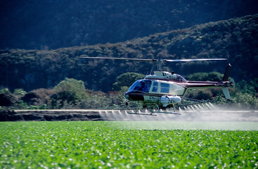 Crop dusting helicopter spraying crops.