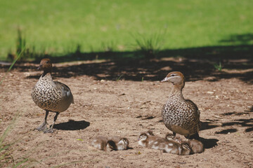 Family of ducks at a lake in Mittagong