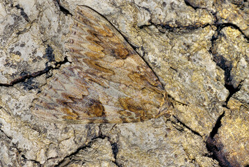  Moth on tree bark.