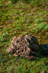 Closeup shot of a cow waste in a field