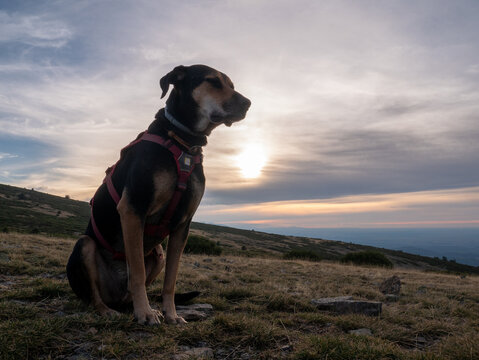 New Zealand Huntaway sheepdog on the mountain slope with dry grass against cloudy sky at sunset