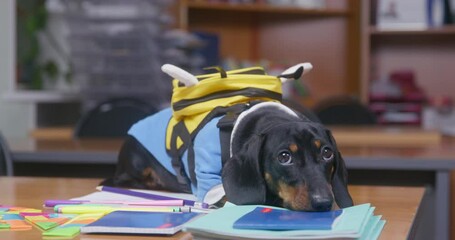 Dachshund puppy in uniform and with backpack behaved badly or did not do homework, so it was punished and lies sad on desk at school, notebooks and stationery are scattered around.