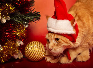 Fun orange maine coon cat in christmas santa claus cap resting and lying in gift bag near the decor ball on red background. Closeup