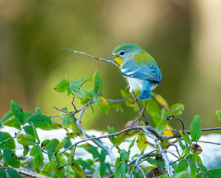 Portrait of a pretty parula bird perched on a tree branch