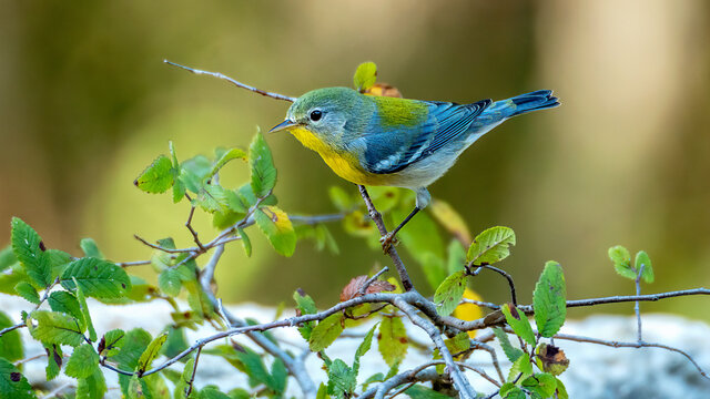 Portrait of a pretty parula bird perched on a tree branch
