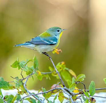 Portrait of a pretty parula bird perched on a tree branch