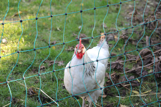 Closeup shot of a chicken behind a fence