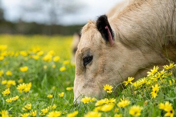 Stud beef cows and bulls grazing on green grass in Australia, breeds include speckle park, murray...