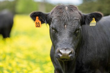 Stud beef cows and bulls grazing on green grass in Australia, breeds include speckle park, murray...