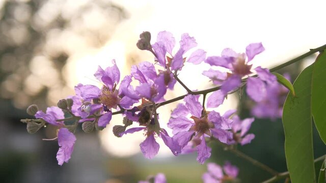 Close-up view  stock video footage of blooming fresh pretty delicate pink flowers growing on spring trees outdoors in city park. Abstract natural video background 