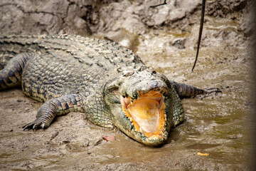 crocodile in the river