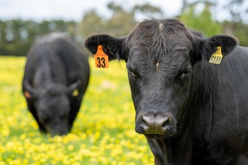 Stud beef cows and bulls grazing on green grass in Australia, breeds include speckle park, murray grey, angus and brangus.