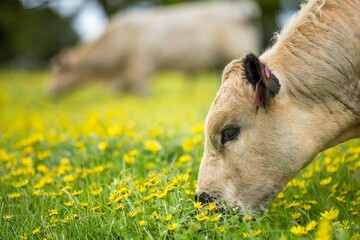 Stud Angus, wagyu, speckle park, Murray grey, Dairy and beef Cows and Bulls grazing on grass and...