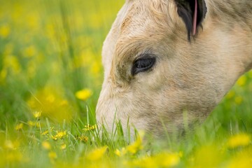 Stud Angus, wagyu, speckle park, Murray grey, Dairy and beef Cows and Bulls grazing on grass and...
