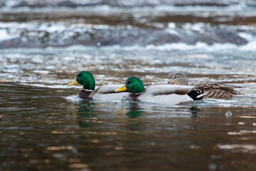 flock of mallard ducks swimming across a creek