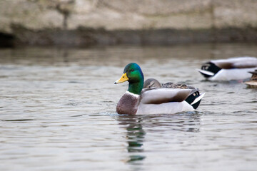 Drake greenhead duck with head held high. Mallard duck swimming 