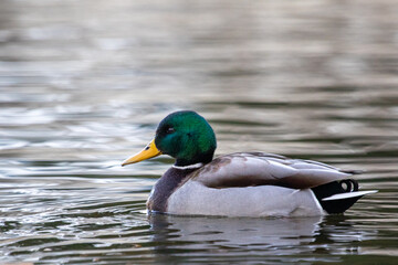 profile of a drake mallard duck