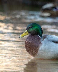 Drake mallard duck as fog is rising from creek in golden light