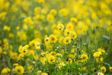 Chrysanthemum bloom in the garden