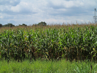 corn field and sky