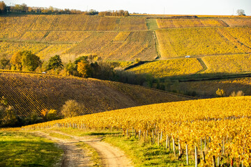 chablis vines in the fall