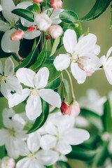 Blooming branch with pink blossoming flowers on delicate pink background with sparkles. Copy space